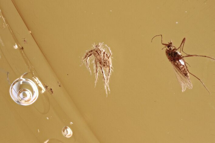 Fossil Hairy Mite and True Midge in Baltic Amber #343347